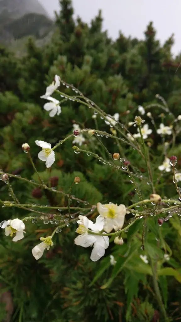 מסלול הליכה בהרי הטטרה הגבוהים בסלובקיה