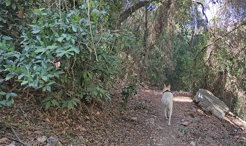 נחל לוטם מסלול עם כלבים בחיפה
