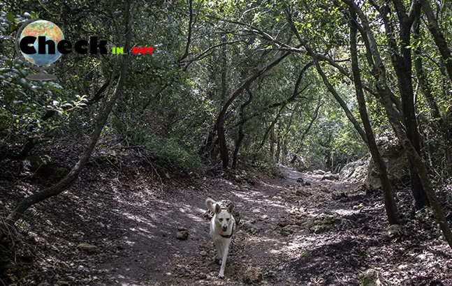 תיאור מסלול טיול שוויצריה הקטנה בכרמל