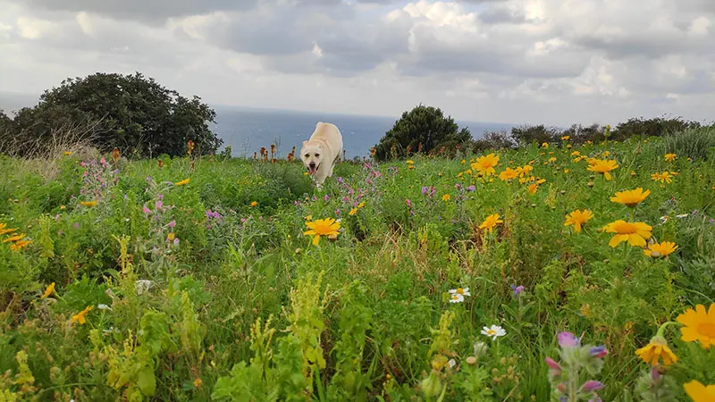 תצפית סטלה מאריס