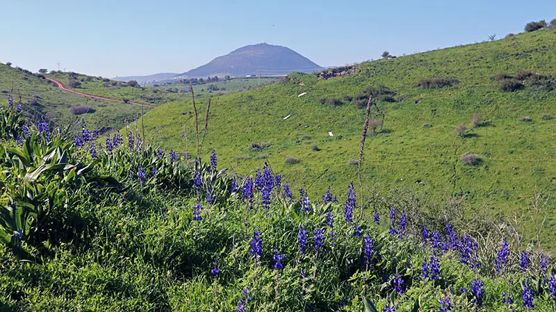 פריחת תורמוס ההרים בנחל תבור