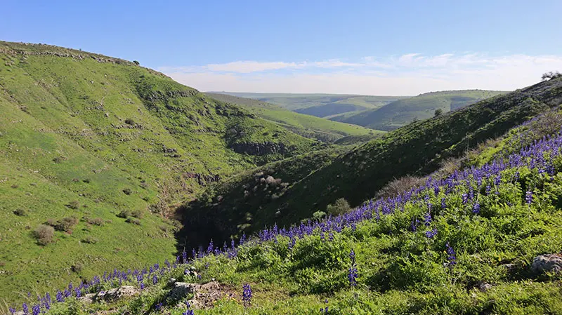 תורמוס ההרים בנחל תבור