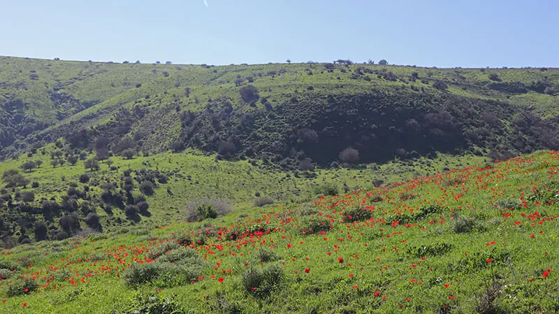 מרבדי כלניות נחל תבור