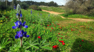 תורמוס ההרים במערות אפקה