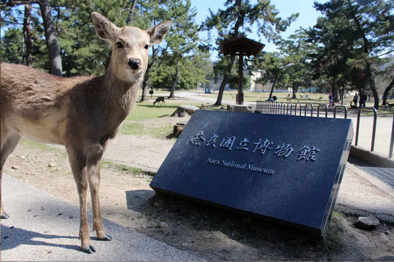 נארה פארק יפן