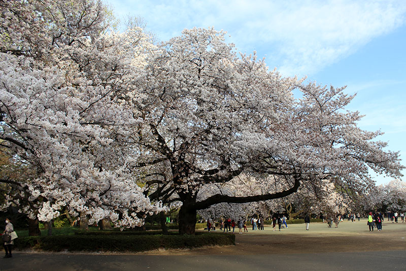 גן לאומי טוקיו - פריחת הדובדבן