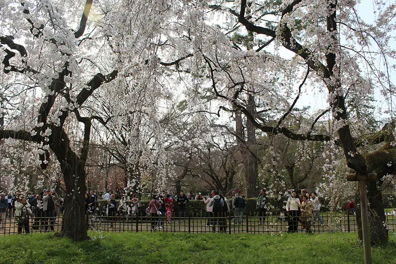 גנים קיסריים קיוטו