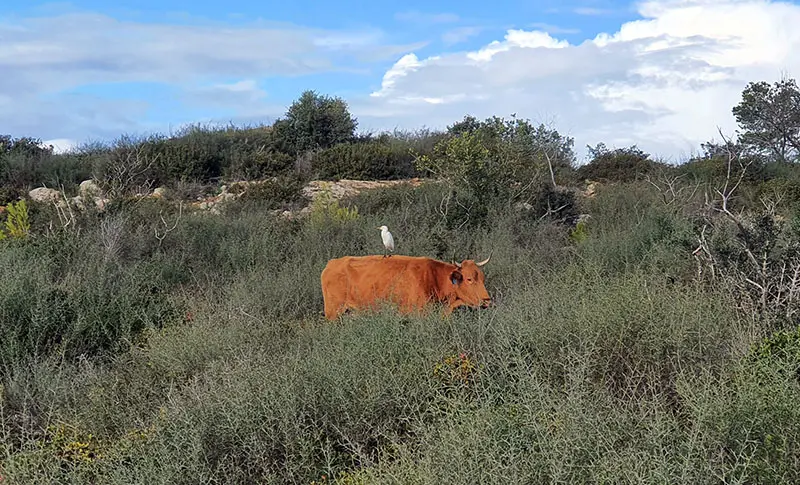 מערת אצבע פרות