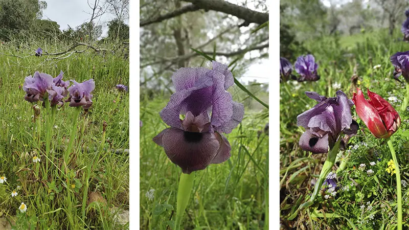 פריחת אירוס הגלבוע