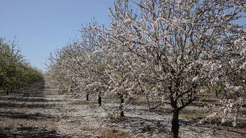 מטעי שקדיות במטה יהודה