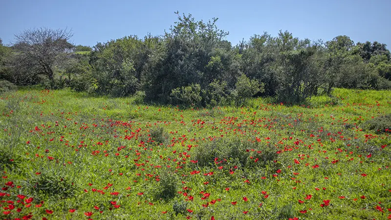 כלנית מצויה מטה יהודה