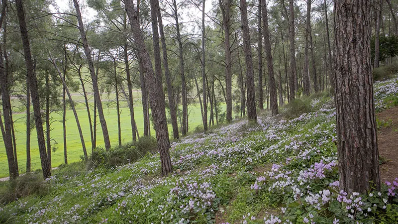 רקפות ברמות מנשה