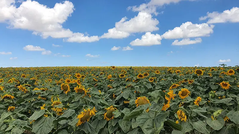 חמנית מצויה