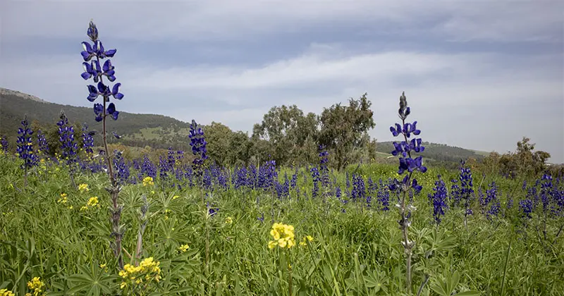 תורמוס ההרים