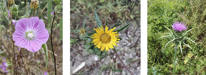 פריחה בשביל היער הקסום ביער עופר