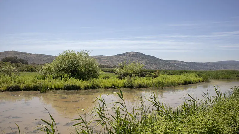 ביצות עמק החולה
