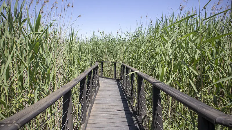 גשר עץ צף על ביצה