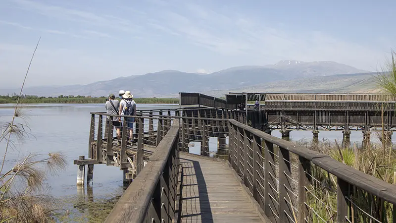הגשר הצף בשמורת החולה