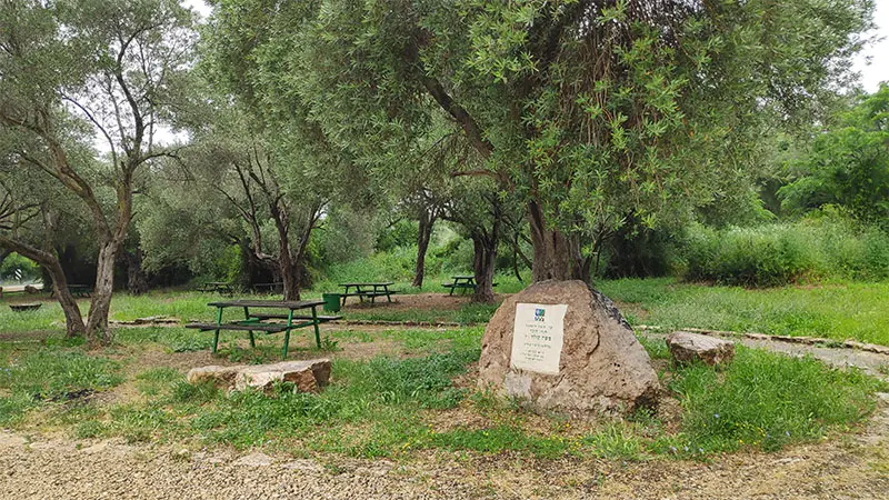 חניון הזיתים כרמל