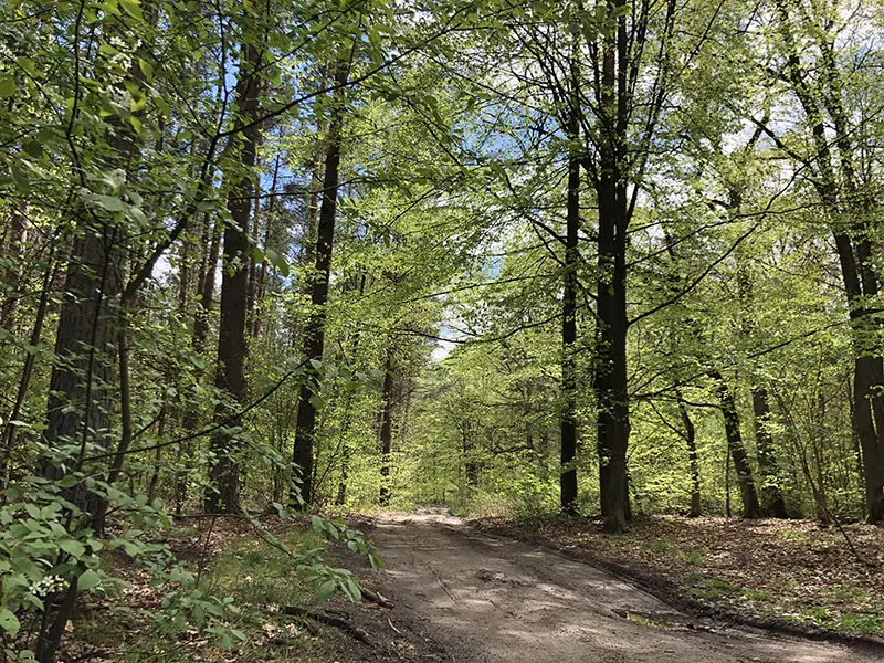 יערות פולין