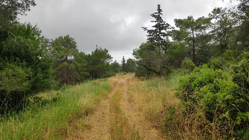 השביל הכחול ביער עופר