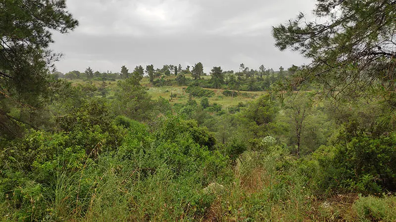 נוף במסלול שביל היער הקסום