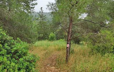 מסלול הליכה בכרמל היער הקסום יער עופר