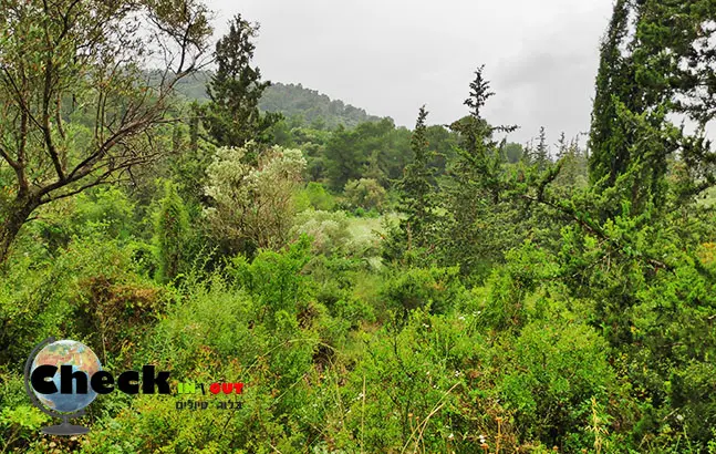 מסלול טיול קצר ביער עופר