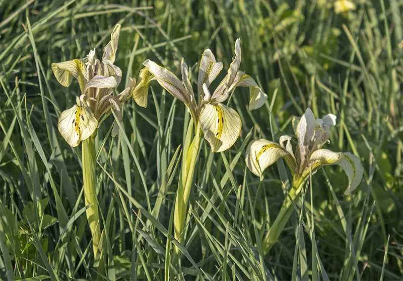 אירוס הביצות בשמורת אחו נוב