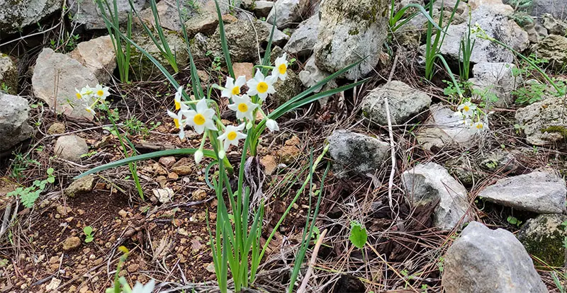 נרקיסים בכרמל