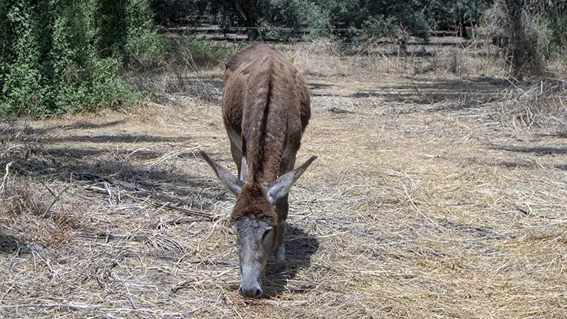 הדברה ביולוגית בשדה אליהו