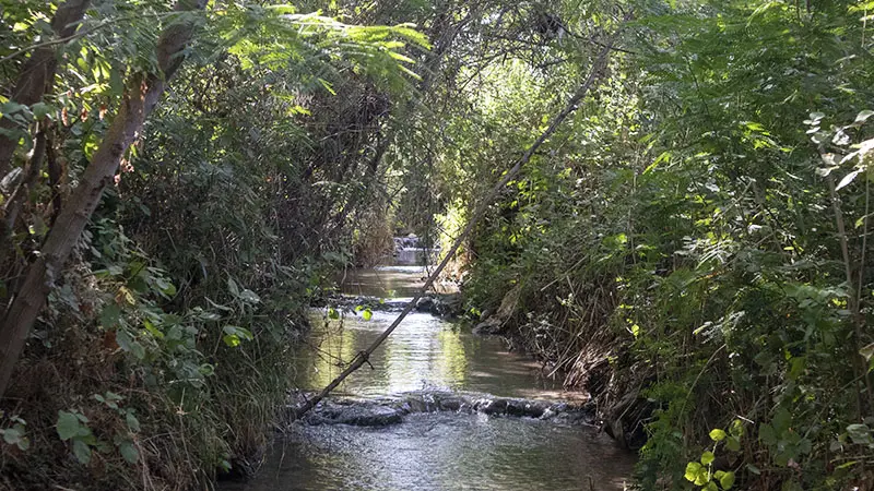 מפלים בשביל הרטוב בנחל שוקק