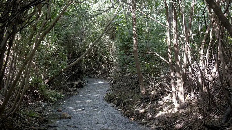יער פראי בעמק המעיינות
