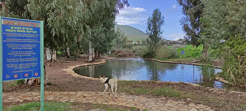 בריכת טחנת הקמח בפארק המעיינות
