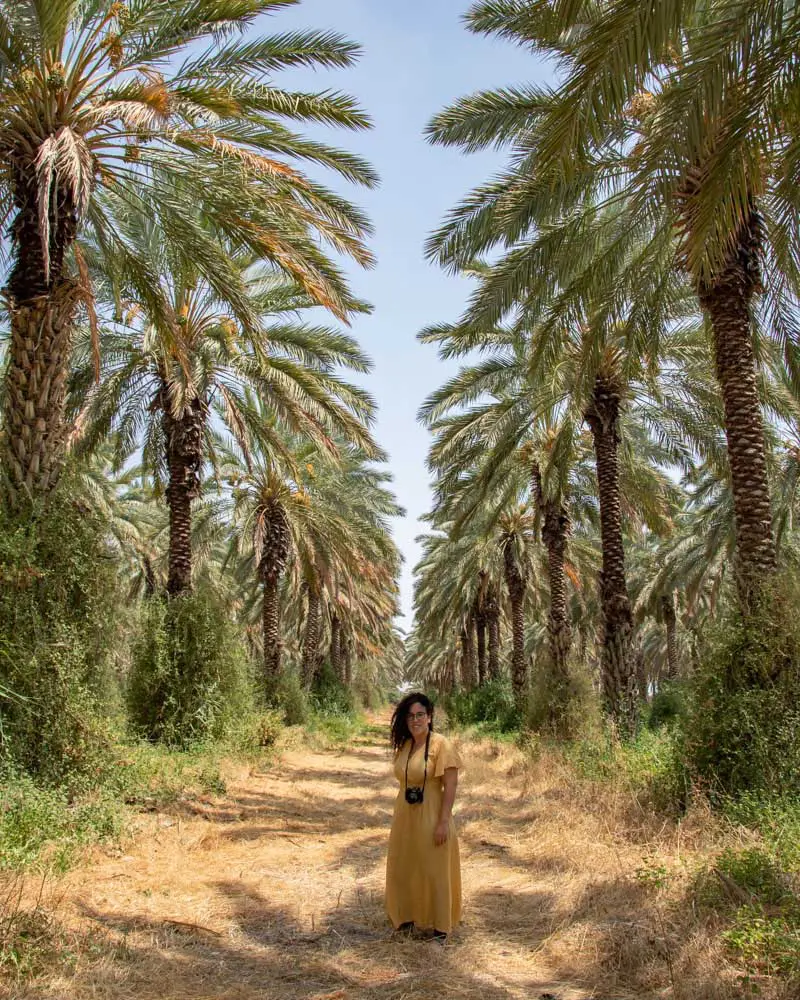 מטעי דקלים בשדה אליהו