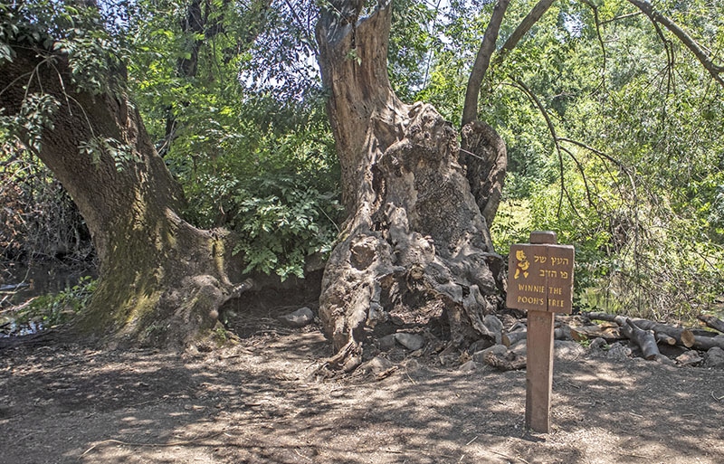 העץ של פו הדב שמורת תל דן