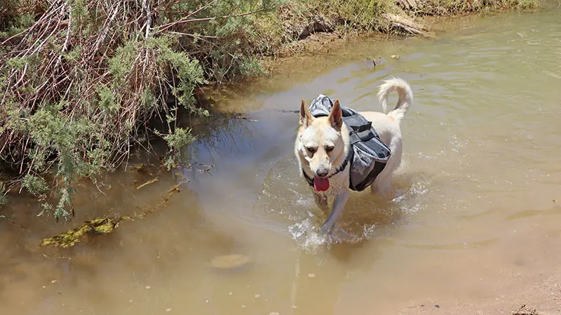 מעיין עין סהרונים - מעיין ליד מצפה רמון