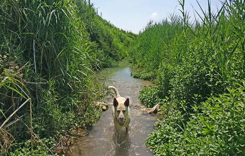 כלבים מסלול עין אביאל