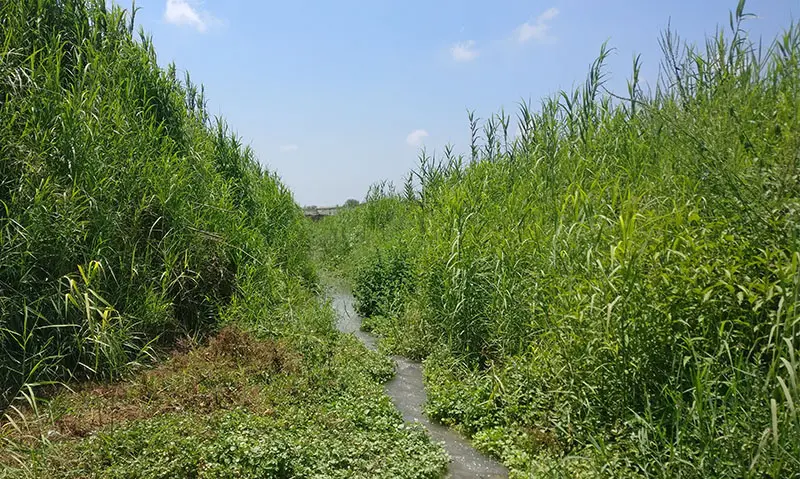 נחל תנינים עין אביאל