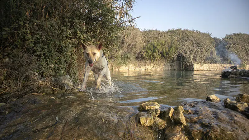 עין יבקע מעיין הסוסים