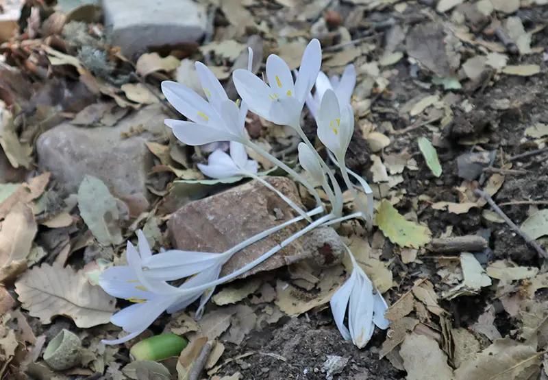 סתוונית בהר מירון