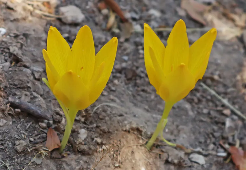 חלמונית בהר מירון