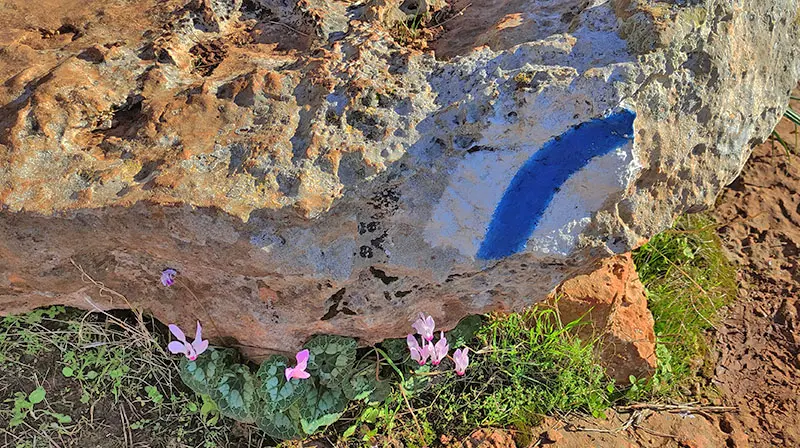 רקפות בנחל ספונים