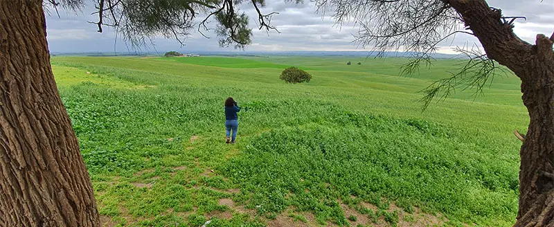 העץ הבודד בבתרונות רוחמה