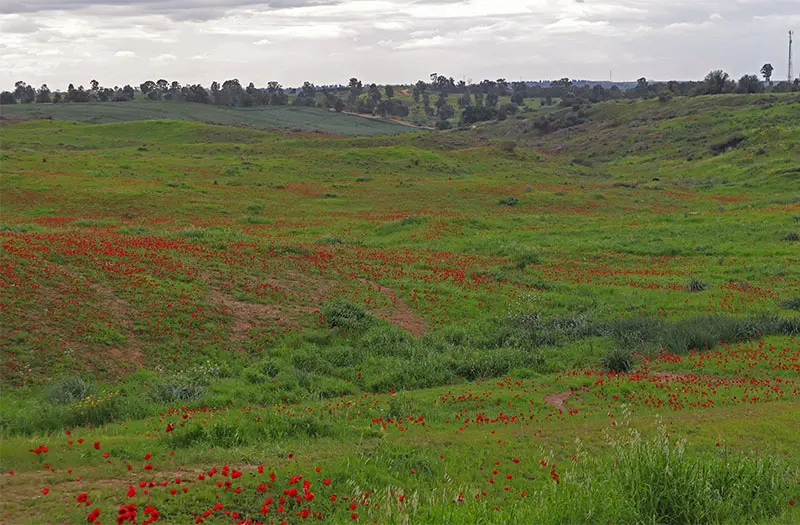 כלניות בבתרונות רוחמה