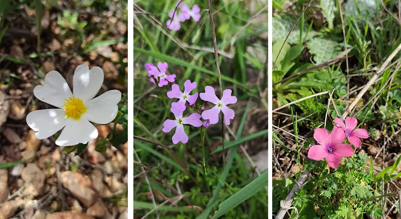 פריחה בנחל עמירם