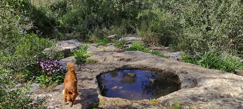גת בשביל האלות בפארק בריטניה