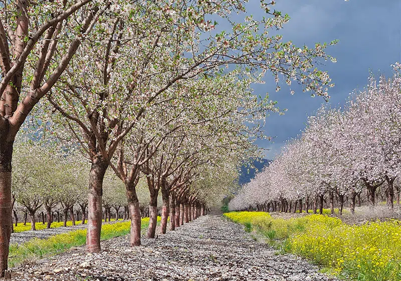 מטעי עצי שקד שקדיות