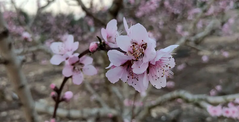 פריחת שקדיות ברמות מנשה מטע שקד