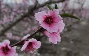 פריחת שקדיות ברמות מנשה